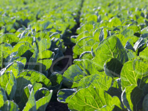Spruitenteelt (16B6486)