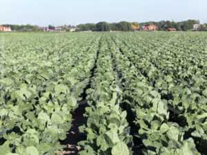 Spruitenteelt (16B6493)