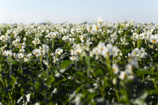 Aardappelteelt (16B6511)