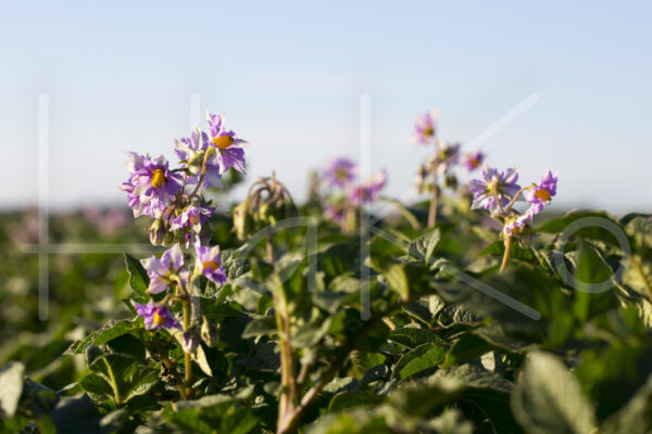 Aardappelteelt (16B6575)