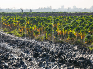 Spruitenteelt (16B6586)