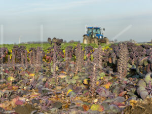 Spruitenteelt (16B6589)