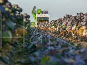 Spruitenteelt (16B6601)