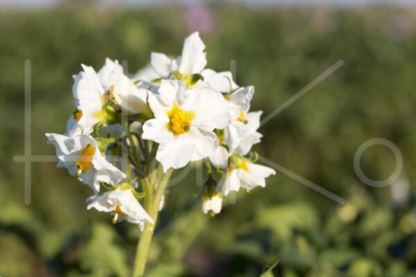Aardappelteelt (16B6648)