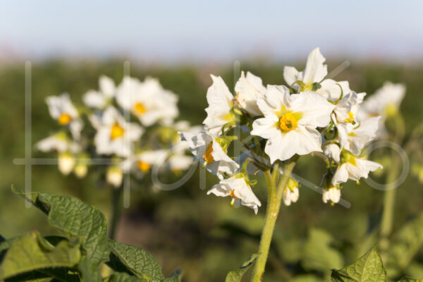 Aardappelteelt (16B6650)