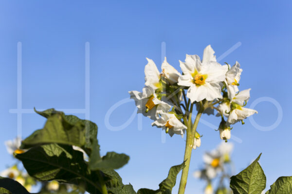 Aardappelteelt (16B6664)