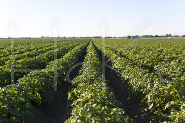 Aardappelteelt (16B6684)