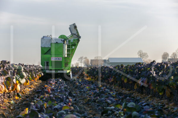 Spruitenteelt (16B6723)