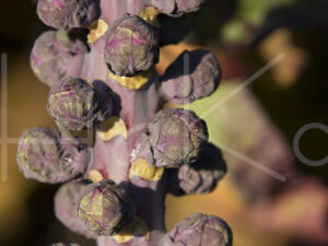 Spruitenteelt (16B6760)
