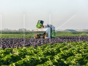 Spruitenteelt (16B6769)