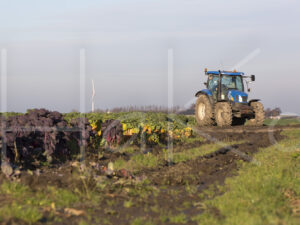 Spruitenteelt (16B6775)