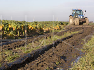 Spruitenteelt (16B6796)