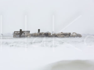 Schapen (16B7196)