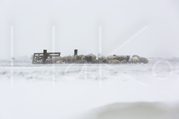 Schapen (16B7196)