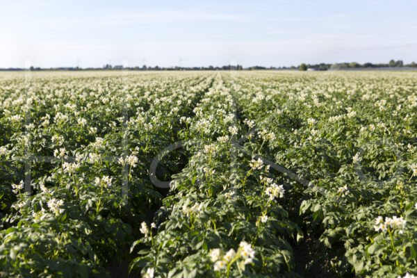 Aardappelteelt (16B7400)