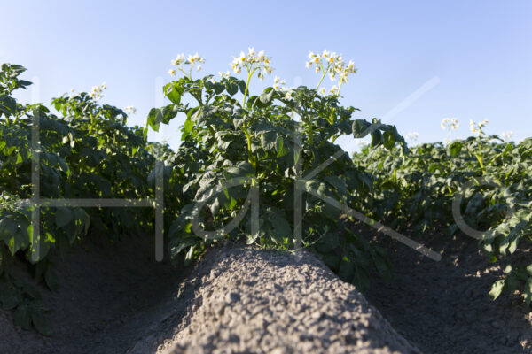 Aardappelteelt (16B7407)