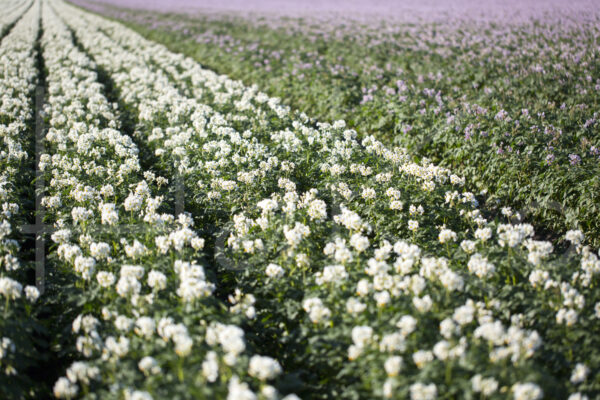 Aardappelteelt (16B7426)