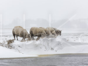 Schapen (16B7591)
