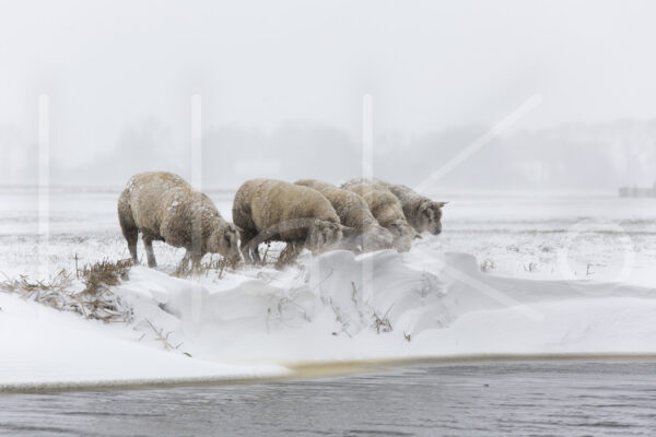 Schapen (16B7591)