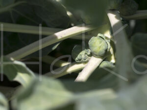Spruitenteelt (16B8591)