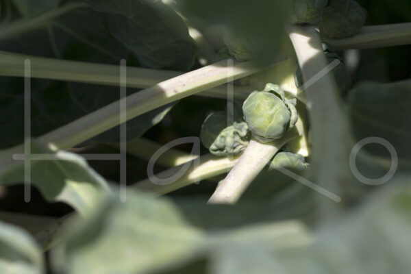 Spruitenteelt (16B8591)