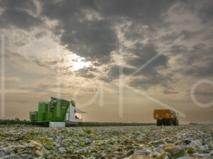 Spruitenteelt (16B8860)