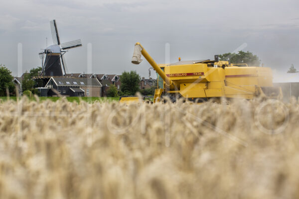 Tarweteelt (16B8937)