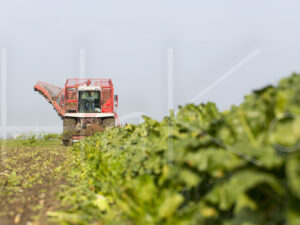 Suikerbietenteelt (16B9812)