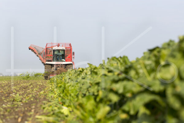 Suikerbietenteelt (16B9812)