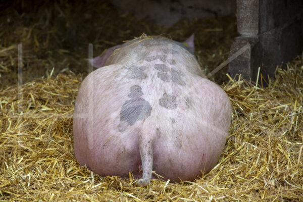 Varkens (16B1864)