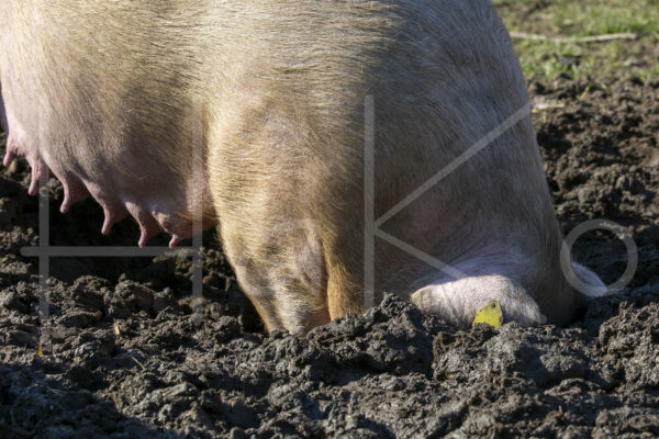 Varkens (16B4704)