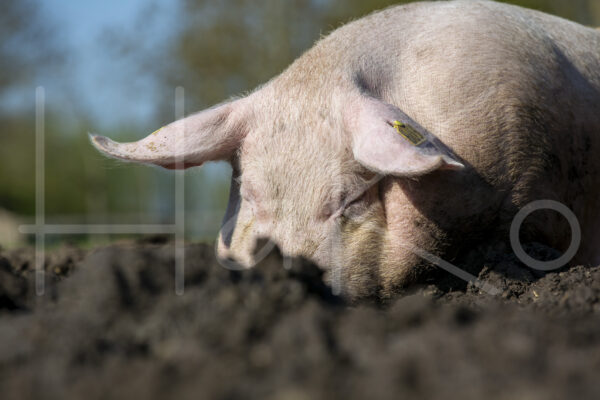 Varkens (16B4714)