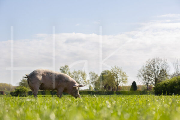 Varkens (16B4728)