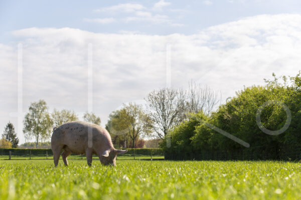 Varkens (16B4748)