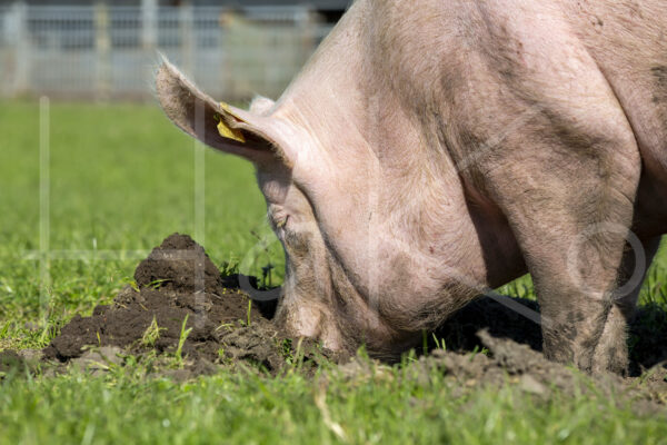 Varkens (16B4754)