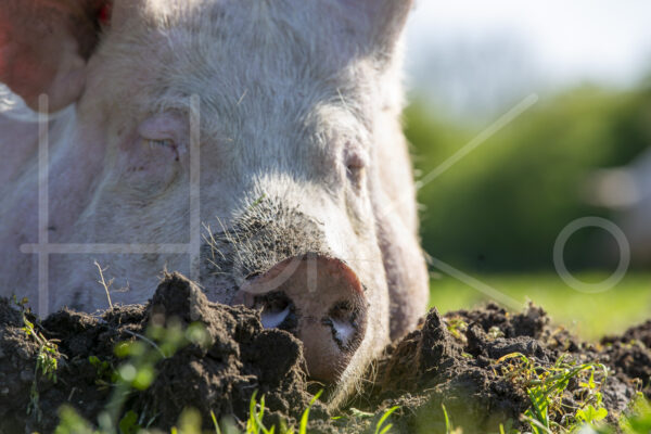Varkens (16B4782)