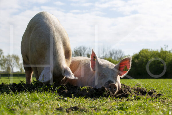 Varkens (16B4806)