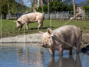 Varkens (16B4807)