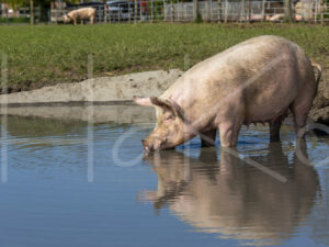Varkens (16B4829)