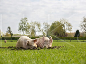 Varkens (16B4831)