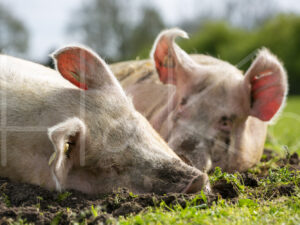 Varkens (16B4837)