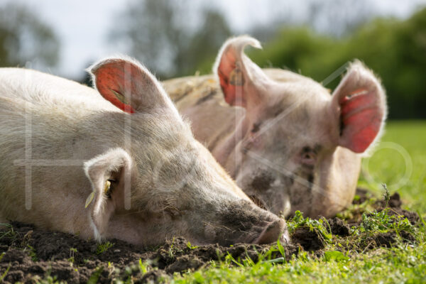 Varkens (16B4837)