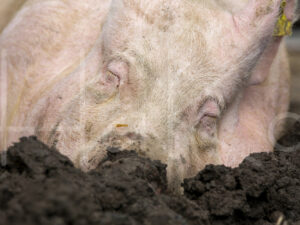 Varkens (16B4842)