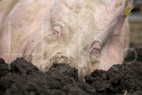 Varkens (16B4842)