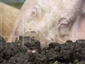 Varkens (16B4846)