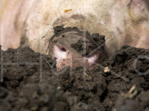 Varkens (16B4862)