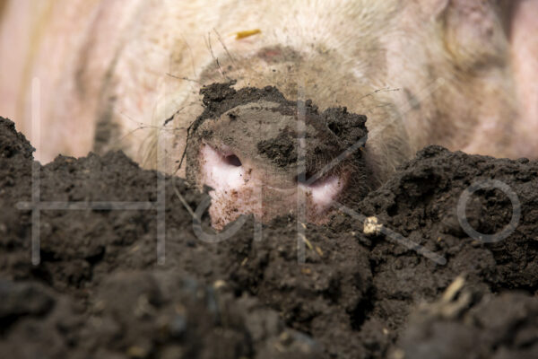 Varkens (16B4862)