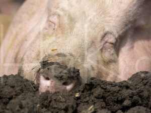 Varkens (16B4866)