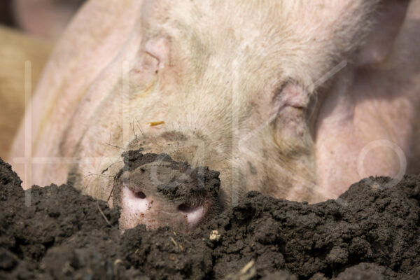 Varkens (16B4866)