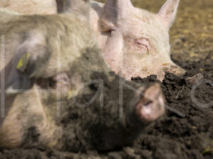 Varkens (16B4870)